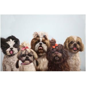 een groep kleine honden die naast elkaar staan