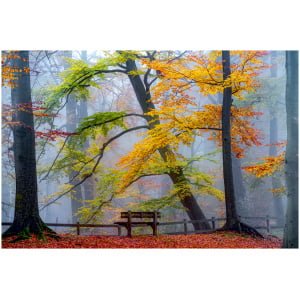 een bankje midden in het bos