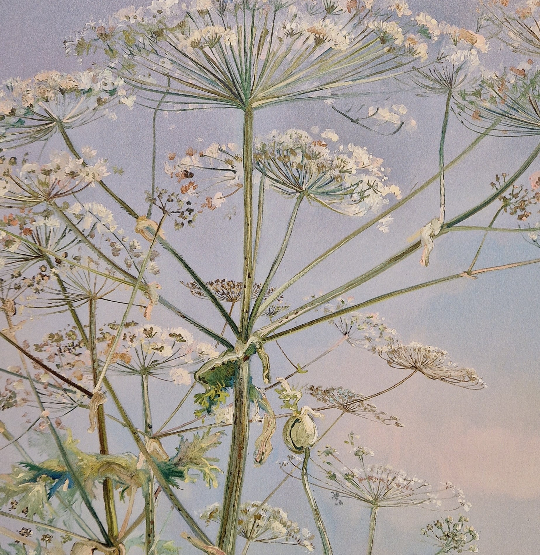 een close-up van een plant met veel bloemen