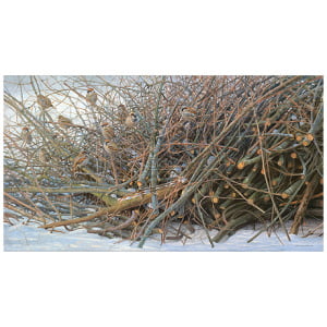 Huismussen en ringmussen